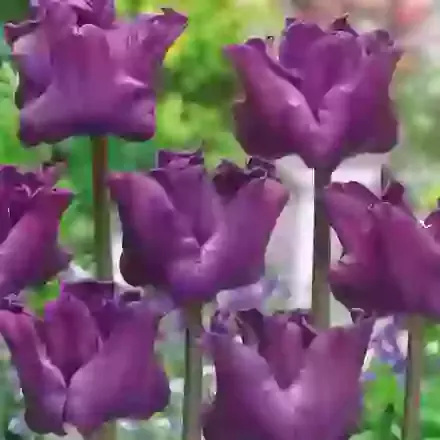 Crown Tulips (Coronet)